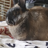 Entry image for Grumpy 
