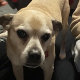 Entry image for Sadie
