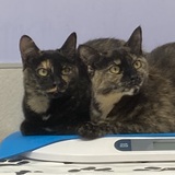 Entry image for Luna and Cashmere (Formerly Laverne and Shirley)