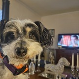 Entry image for Toby