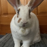 Entry image for Rudy