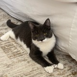 Entry image for Suki