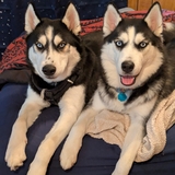 Entry image for Zeus and Luna