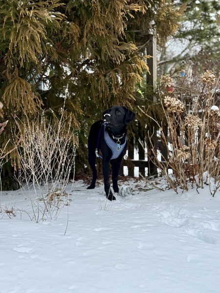 Entry image for Oliver. Clicking this image will show a larger photo