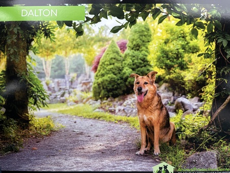 Entry image for Dalton. Clicking this image will show a larger photo