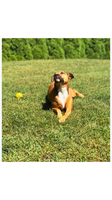 Entry image for Daisy. Clicking this image will show a larger photo