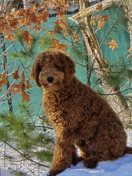 Entry image for Benji. Clicking this image will show a larger photo