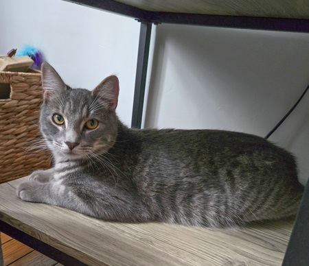 Entry image for Asher. Clicking this image will show a larger photo