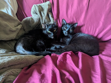 Entry image for Zeke and Hades. Clicking this image will show a larger photo