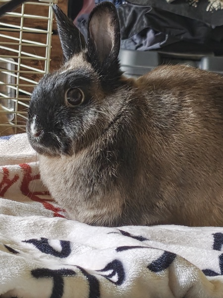 Entry image for Grumpy . Clicking this image will show a larger photo