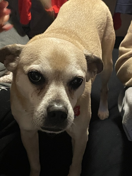 Entry image for Sadie. Clicking this image will show a larger photo