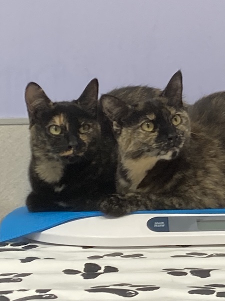 Entry image for Luna and Cashmere (Formerly Laverne and Shirley). Clicking this image will show a larger photo