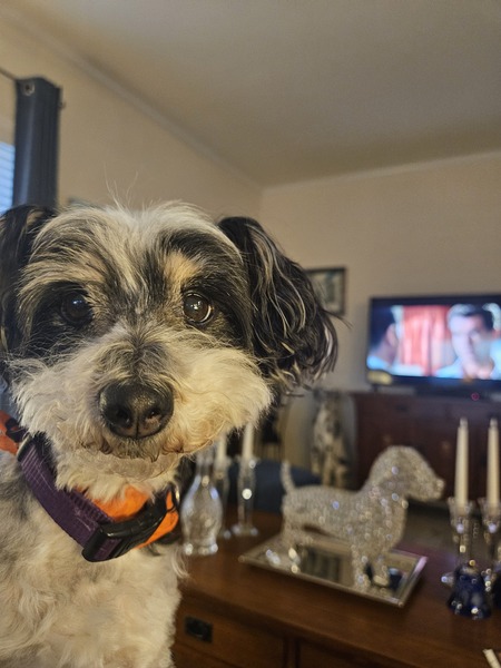 Entry image for Toby. Clicking this image will show a larger photo