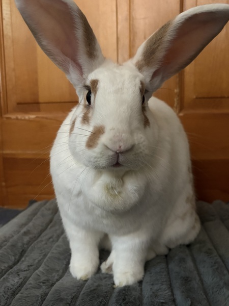 Entry image for Rudy. Clicking this image will show a larger photo