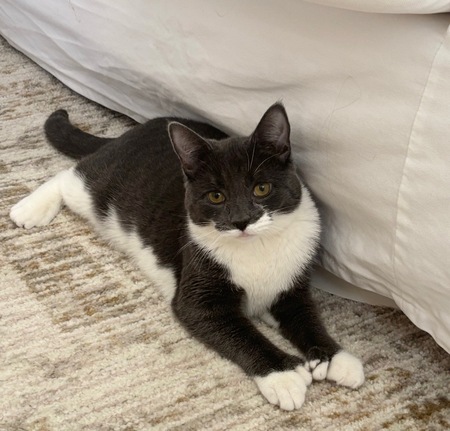 Entry image for Suki. Clicking this image will show a larger photo