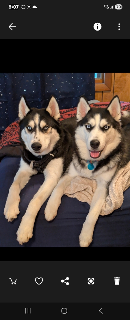 Entry image for Zeus and Luna. Clicking this image will show a larger photo