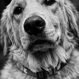 Entry image for LuLu