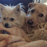 Entry image for Mac & Pippin
