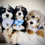 Entry image for Bella,Sully and Indie