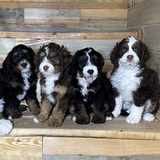 Entry image for Puppy Love💗🐾