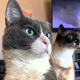 Entry image for Shadow and Tommy
