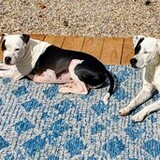 Entry image for Jaxon, Buddy, Miya, and Hartlie