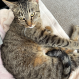 Entry image for Phoebe