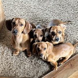 Entry image for Stanley, Avy, Molly, and Wobbles