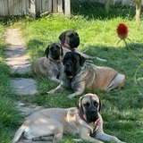 Entry image for Anikah, Gideon, Chazak, and Tovah