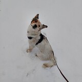 Entry image for Ruby