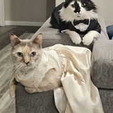 Entry image for Oreo and Stormy the party animals