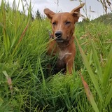 Entry image for Otto
