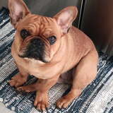 Entry image for Copper 