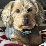Entry image for Macy