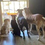 Entry image for Max, Gracie, Charlee, and Ezra