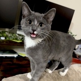 Entry image for Pea