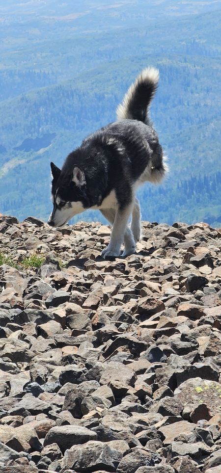 Entry image for Cooper. Clicking this image will show a larger photo