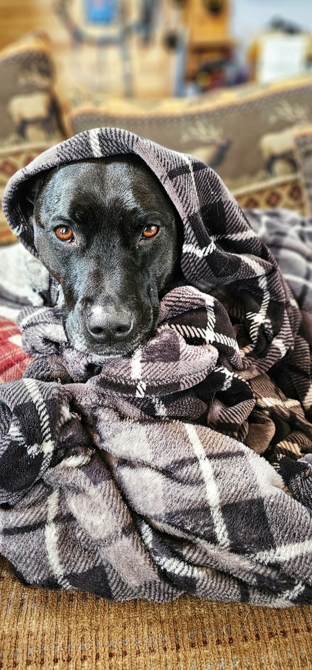 Entry image for Maya. Clicking this image will show a larger photo