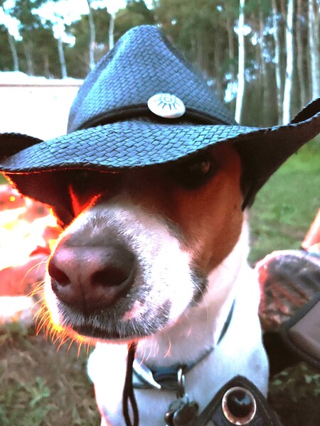 Entry image for Charlie. Clicking this image will show a larger photo
