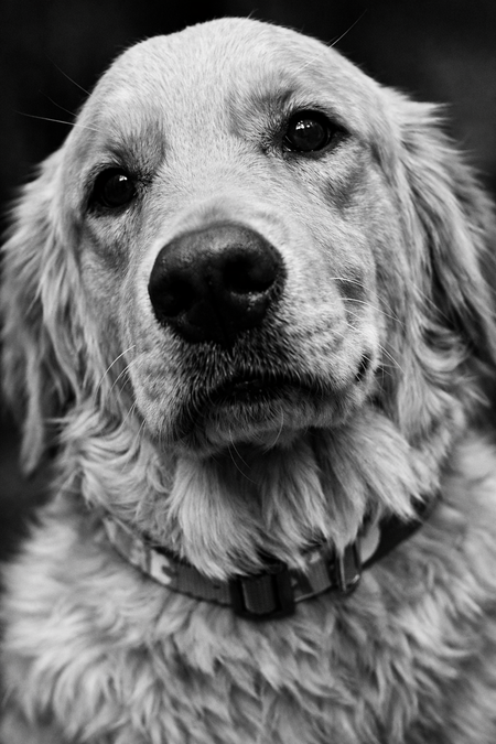 Entry image for LuLu. Clicking this image will show a larger photo