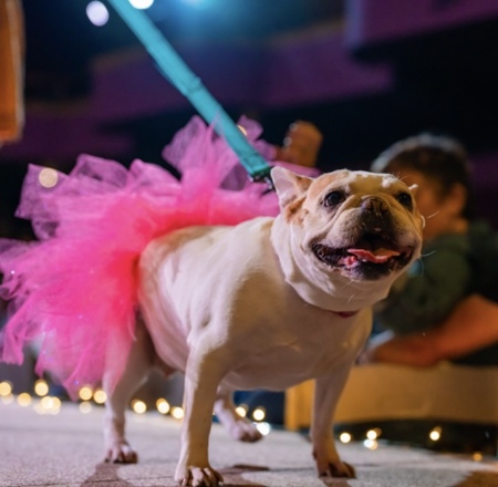 Entry image for Pastel. Clicking this image will show a larger photo