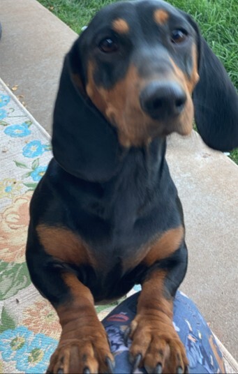 Entry image for Mr. Milo. Clicking this image will show a larger photo