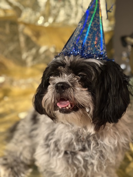 Entry image for Georgie. Clicking this image will show a larger photo