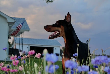 Entry image for Rosco. Clicking this image will show a larger photo