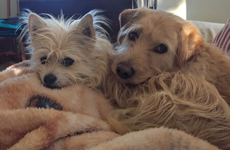 Entry image for Mac & Pippin. Clicking this image will show a larger photo