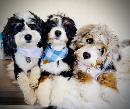 Entry image for Bella,Sully and Indie. Clicking this image will show a larger photo