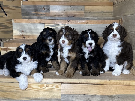 Entry image for Puppy Love💗🐾. Clicking this image will show a larger photo