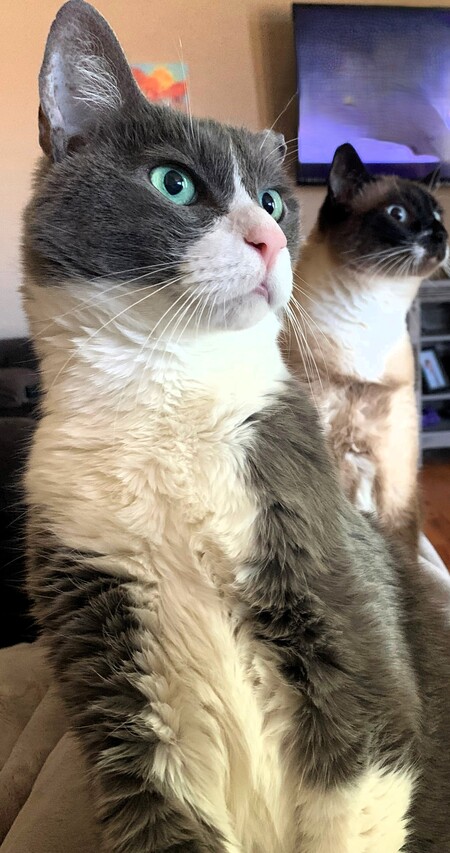 Entry image for Shadow and Tommy. Clicking this image will show a larger photo