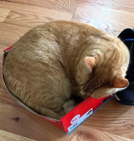 Entry image for Tiggy. Clicking this image will show a larger photo