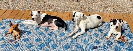 Entry image for Jaxon, Buddy, Miya, and Hartlie. Clicking this image will show a larger photo
